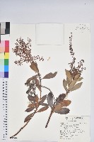 藏品(臺灣馬醉木)的圖片