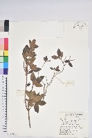 藏品(紅毛杜鵑)的圖片