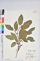 藏品(南燭)的圖片