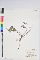 藏品(高山白珠樹)的圖片