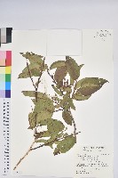 藏品(南燭)的圖片