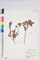 藏品(紅毛杜鵑)的圖片