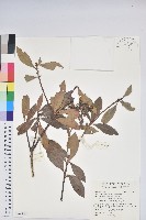藏品(臺灣馬醉木)的圖片