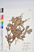 藏品(臺灣馬醉木)的圖片