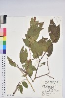 藏品(南燭)的圖片