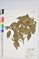 藏品(南燭)的圖片