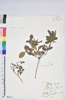 藏品(南澳杜鵑)的圖片