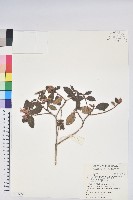 藏品(台灣高山杜鵑)的圖片