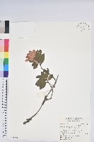 藏品(金毛杜鵑)的圖片