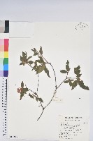 藏品(金毛杜鵑)的圖片