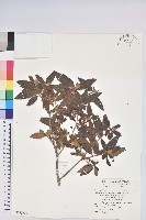 藏品(紅毛杜鵑)的圖片