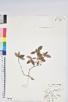 藏品(台灣高山杜鵑)的圖片