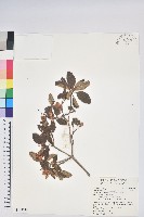 藏品(台灣高山杜鵑)的圖片