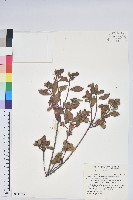 藏品(南澳杜鵑)的圖片