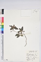 藏品(紅毛杜鵑)的圖片