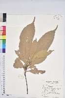 藏品(短尾葉石櫟、嶺南柯`東南石櫟)的圖片