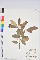 藏品(嶺南青剛櫟、嶺南椆)的圖片