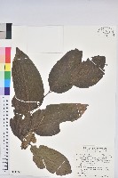 藏品(披針葉饅頭果)的圖片