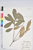 藏品(嶺南青剛櫟、嶺南椆)的圖片