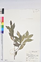 藏品(南仁五月茶)的圖片