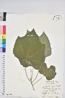 藏品(蟲屎)的圖片