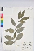 藏品(交力坪鐵色)的圖片