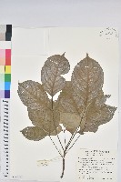 藏品(茄苳、重陽木)的圖片