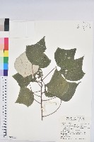 藏品(白匏子)的圖片