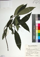 藏品(薄葉玉心花)的圖片