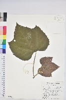 藏品(蟲屎)的圖片