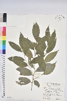 藏品(交力坪鐵色)的圖片