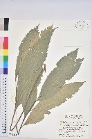 藏品(印度苦櫧)的圖片