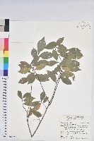 藏品(南仁五月茶)的圖片
