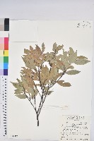 藏品(長尾尖葉櫧)的圖片