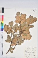 藏品(嶺南青剛櫟、嶺南椆)的圖片