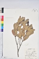 藏品(台灣石櫟)的圖片