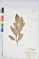 藏品(台灣石櫟)的圖片