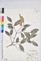 藏品(長尾尖葉櫧)的圖片