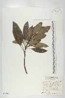 藏品(奧氏虎皮楠)的圖片