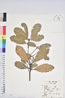 藏品(嶺南青剛櫟、嶺南椆)的圖片