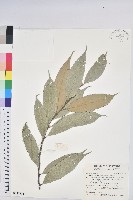 藏品(星刺栲、羅浮錐)的圖片