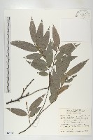 藏品(軟毛柿)的圖片