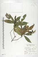 藏品(猴歡喜)的圖片