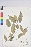 藏品(星刺栲、羅浮錐)的圖片