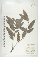 藏品(軟毛柿)的圖片