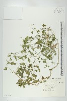 藏品(天花)的圖片