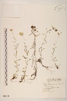 藏品(鼠麴草)的圖片