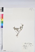 藏品(紫斑大戟)的圖片