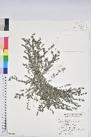 藏品(伏生大戟)的圖片