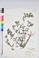 藏品(紫斑大戟)的圖片